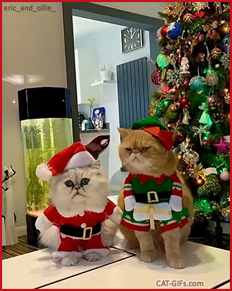 Christmas Cat GIF • Santa Cat ‘Eric’ and his helper, Elf cat ‘Ollie’, most cute and beautiful kitties in their purrfect costumes Christmas Cat GIF • Santa Cat ‘Eric’ and his helper, Elf cat ‘Ollie’, most cute and beautiful kitties in their purrfect costumes