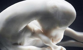 animals_in_utero_12