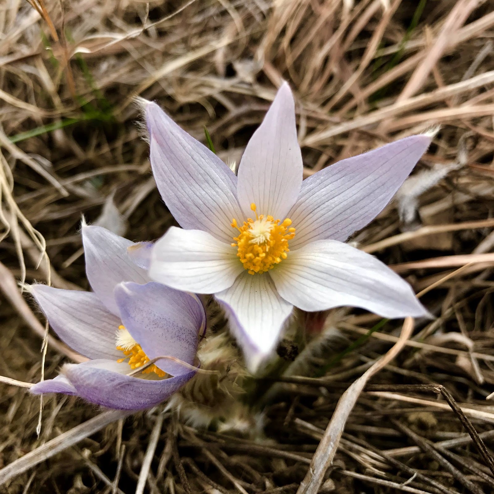 The First Scout Mystic Warriors Of The High Plains Grandmother Flower