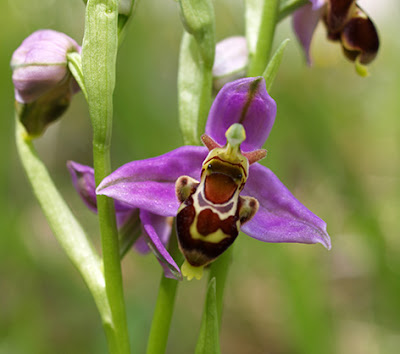 Orquídea flor de abeja (Ophrys scolopax)