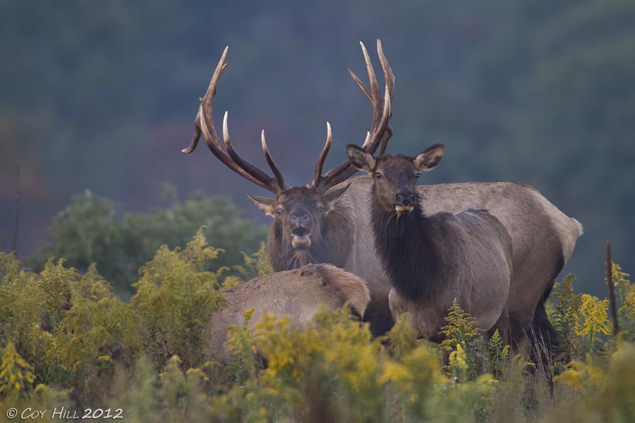 Country Captures Pennsylvania, a great place to experience Elk
