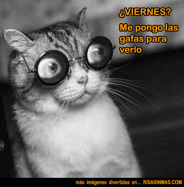VIERNES gato con gafas
