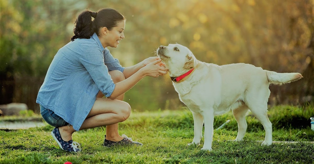 Dog Body Language & How They Communicate With Humans Pets Blog