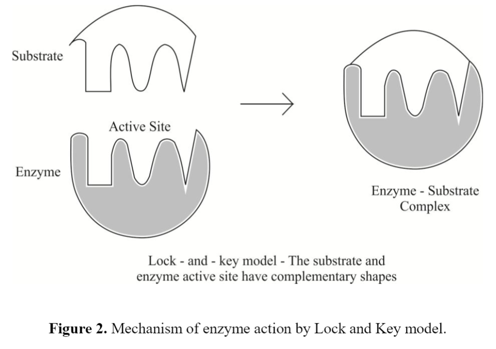 Mechanism of Enzyme Catalysis