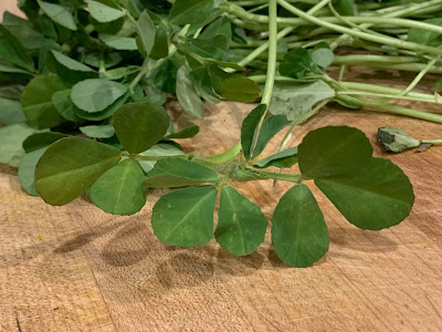 Fresh Fenugreek Herb Fresh Fenugreek Herb