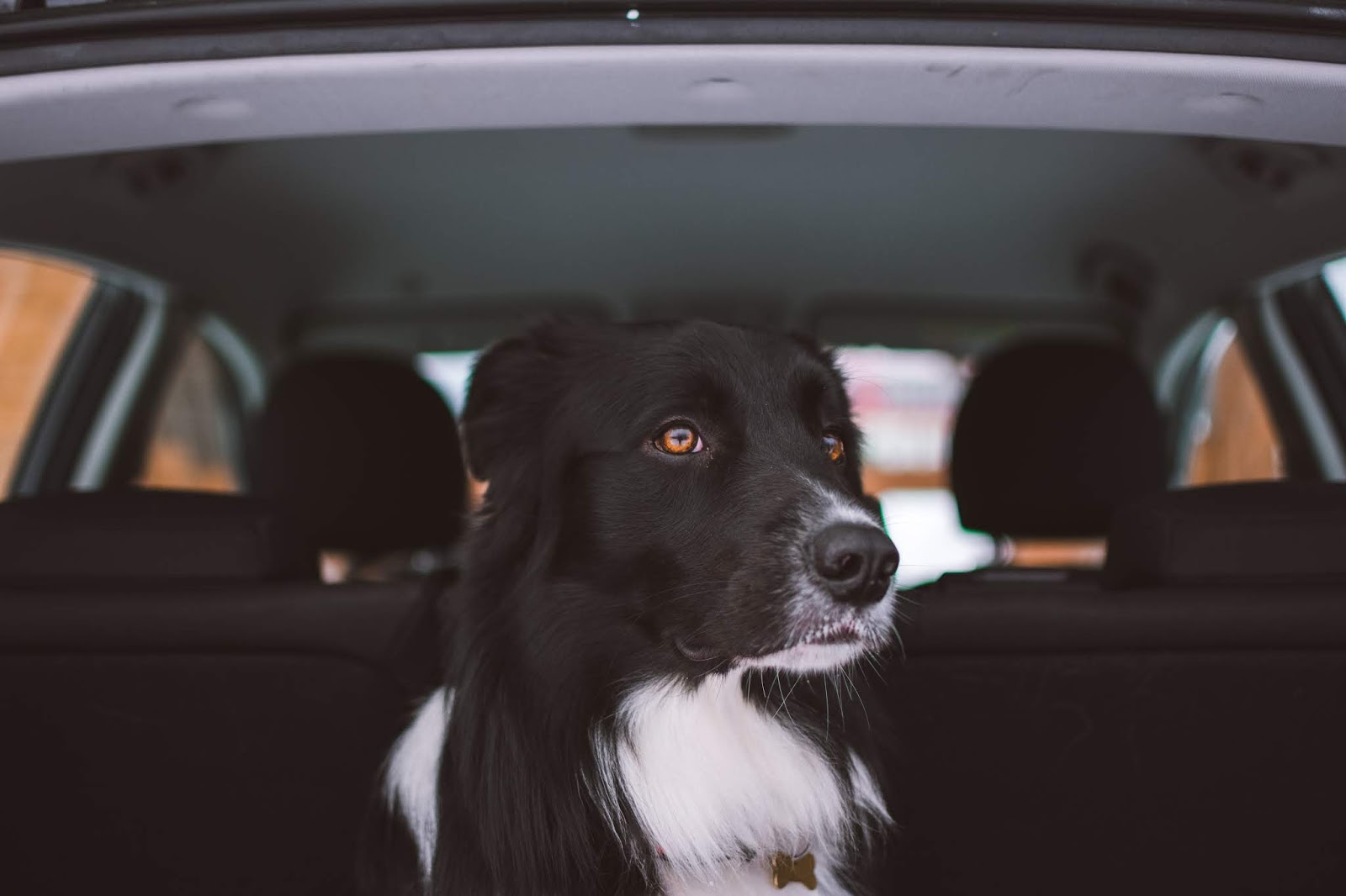 Como viajar con un perro en coche