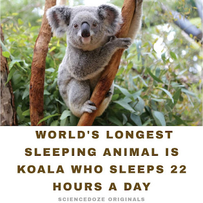 Koala facts