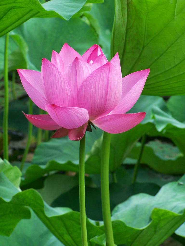 Lotus Tea Benefits Healthy Tea 101