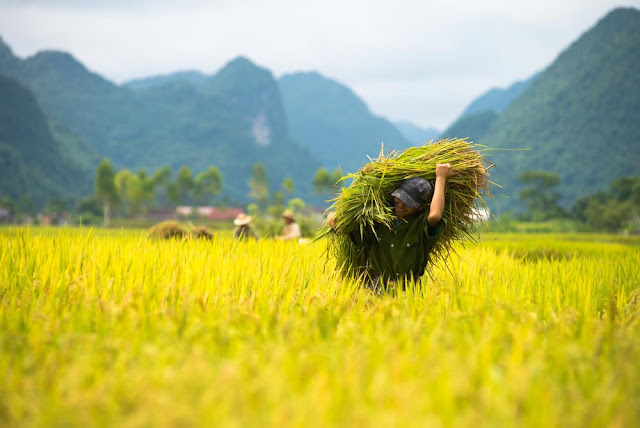 Ý nghĩa của giấc mơ thấy lúa - soicauxsmb.com Ý nghĩa của giấc mơ thấy lúa - soicauxsmb.com