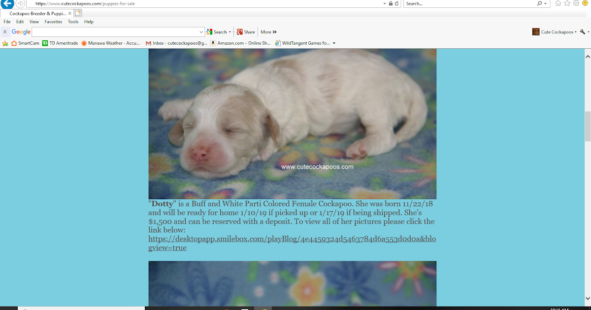 Cute Cockapoos Puppy Take Home Dates