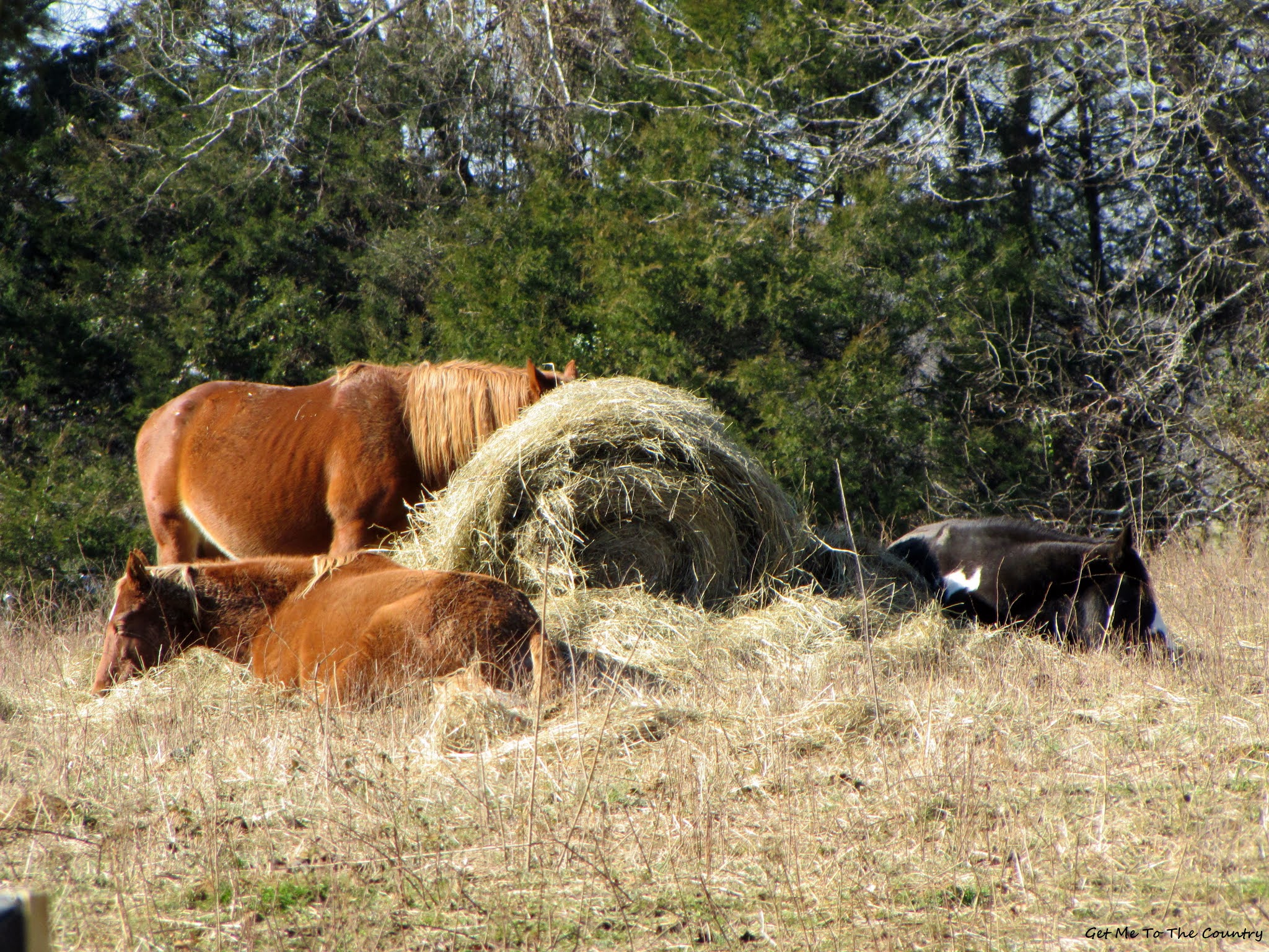 Get Me To The Country Hungry, Hungry Horses