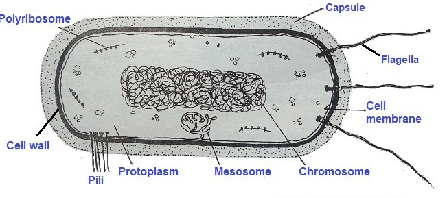 Слизистый слой бактерий. Шестиугольные клетки бактерии. Капсула бактериальной клетки. Bacterial Cell structure. Плазмалемма клетки бактерии.