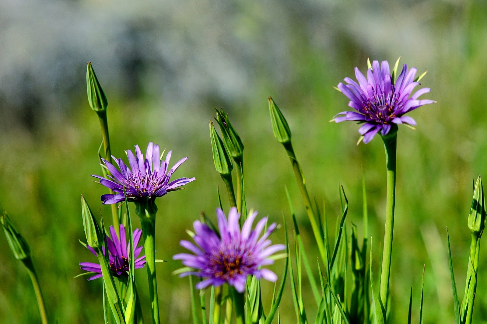 Paarse Onkruid Bloem - Bloemen