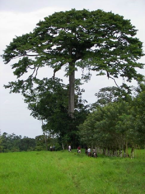 Kapok tree in Costa Rica