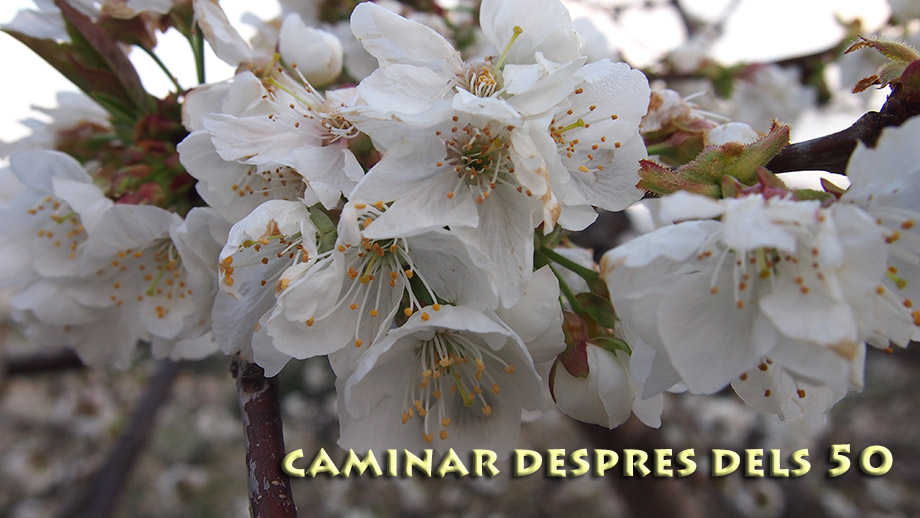 Caminar despres dels 50