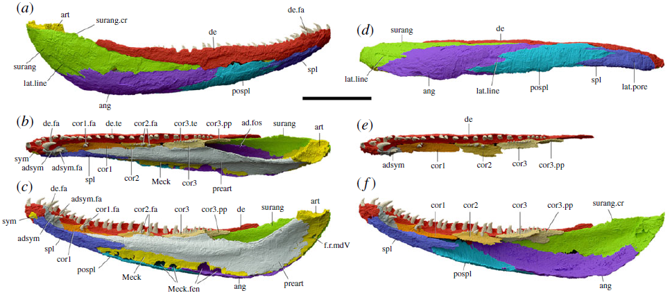 Sciency Thoughts Brittagnathus minutus A new species of Tetrapod from