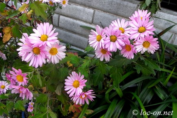 今月のお弁当と近所の花写真,kyara Bento and flower photos of the neighborhood, 本月的卡通盒饭和邻居们的养花照片