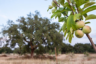 Agricultura Regenerativa Vs Agricultura Extractiva