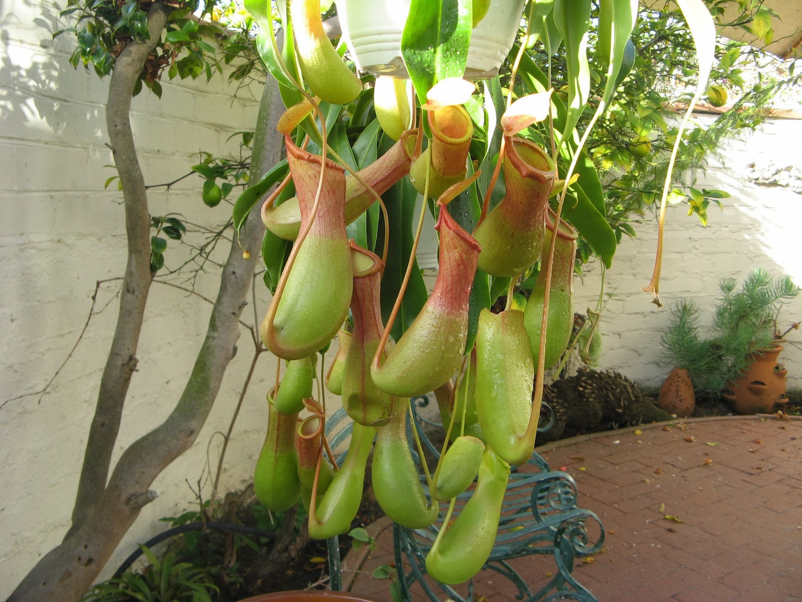 TRAVELS (and more) WITH CECILIA BRAINARD Introducing my Cannibal