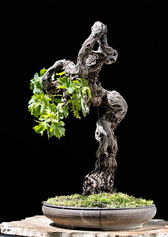 Walter Pall Bonsai Adventures Grape Vine 1