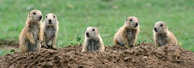 Prairie dogs