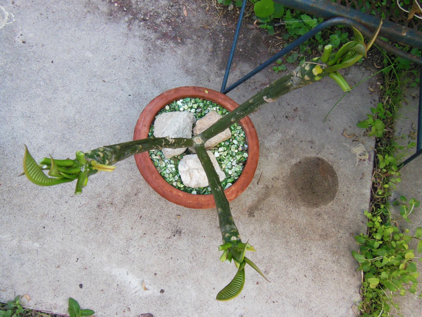 Avanti Cafe Musings: Rooting Plumeria/Frangipani From Stalk Cuttings