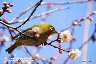 梅の花を吟味するメジロ 梅の花を吟味するメジロの写真