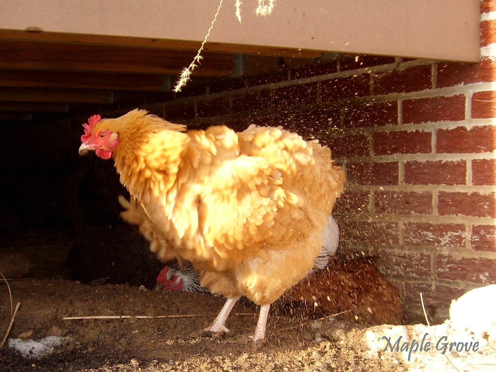 Maple Grove Why Chickens Take Dust Baths