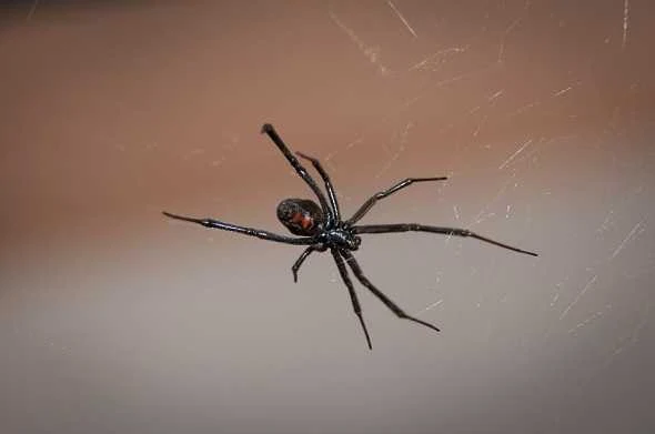 black-widow-spider-عنكبوت-الارملة-السوداء