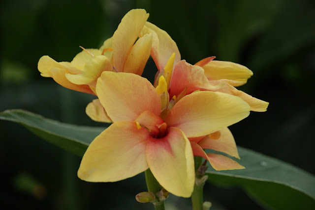 https://www.impressivepic.com/2020/03/canna-flower-image-free-download.html https://www.impressivepic.com/2020/03/canna-flower-image-free-download.html