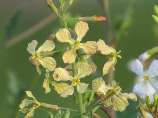 Cosumnes River Preserve Sacramento County California wildflowers