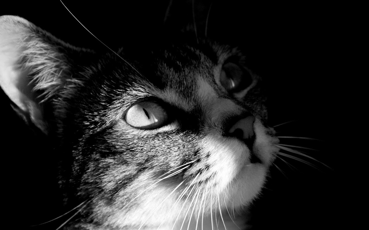 Wallpaper Kucing Terimut Gambar Imut Desktop