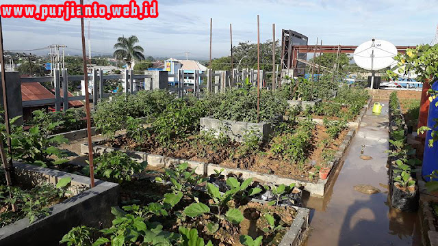 Kebun diatas rumah, alternatif pemanfaatan lahan 4