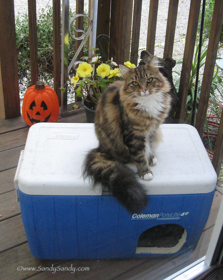 Insulated Outdoor Cat Shelter for Feral Cats