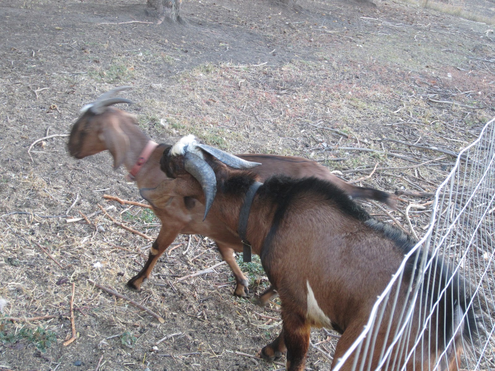 Aagaard Farms THE VINE It's Officially Mating Season for the Goats!