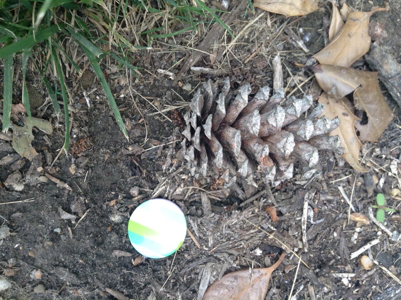 Biology Collection Photo Blog Gymnosperm Cone