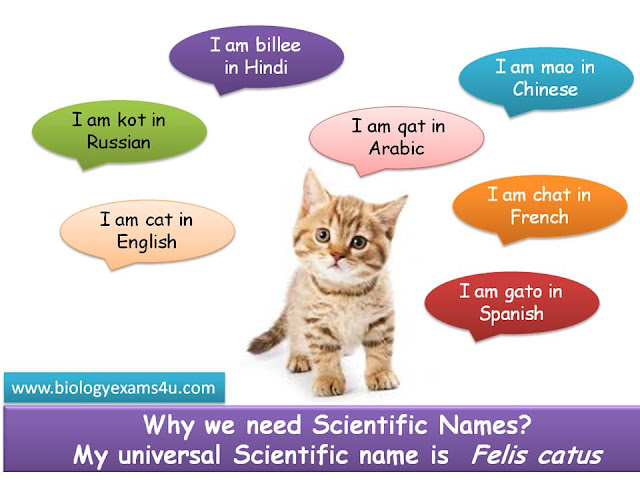 Why we need scientific names?