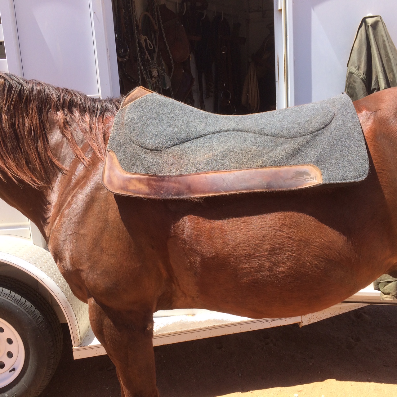 Functional Horsemanship More on the CSI Saddle Pad