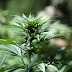Molecular Biologist Explains How THC Kills Cancer Completely
