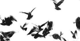 Resultado de imagen para cuervos volando gif