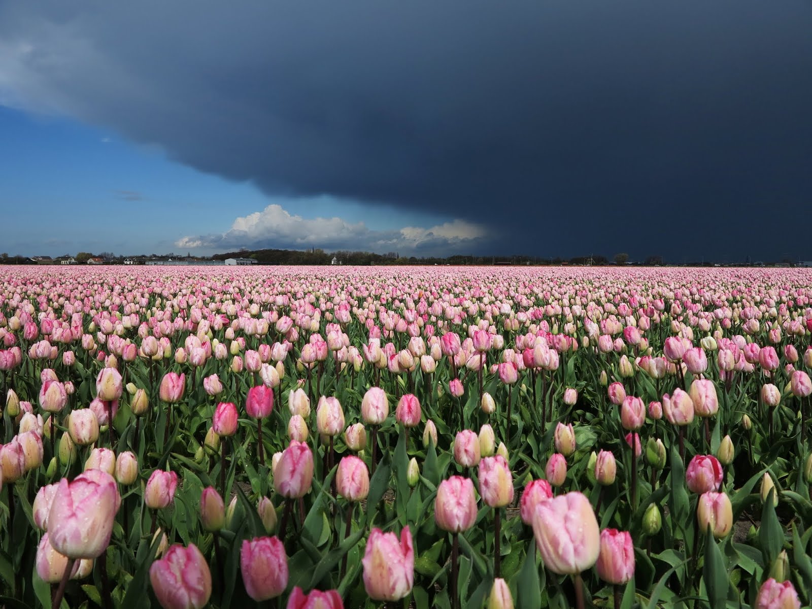 Dutch tulips