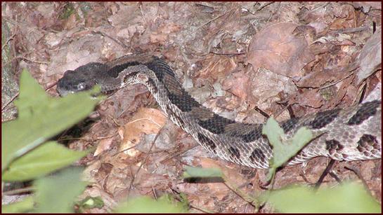 timber rattlesnake slickrock wilderness on leaves