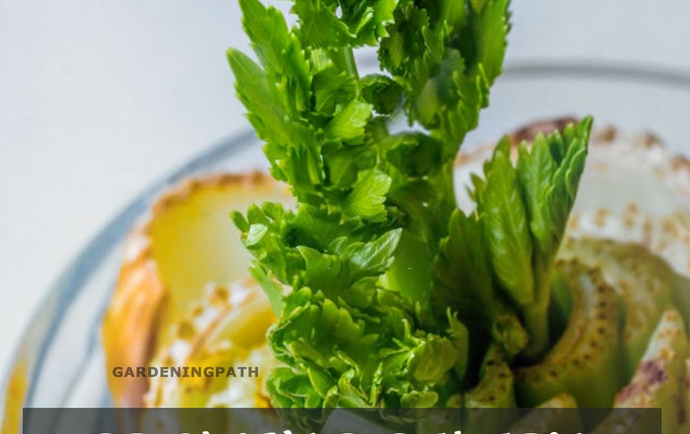 GROWING CELERY How to Grow Celery From the Base