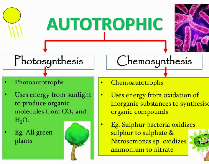 Autotropic Nutrition Studymatters