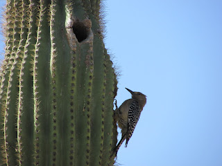 Baby Gila Woodpecker on Saguaro