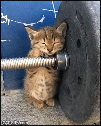 Cute Kitten GIF • Very tired Kitty trying not to fall asleep at the gym .Poor little baby Cute Kitten GIF • Very tired Kitty trying not to fall asleep at the gym .Poor little baby