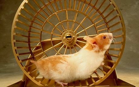 Jenis-Jenis Hamster Serta Perilakunya - PortalKamu