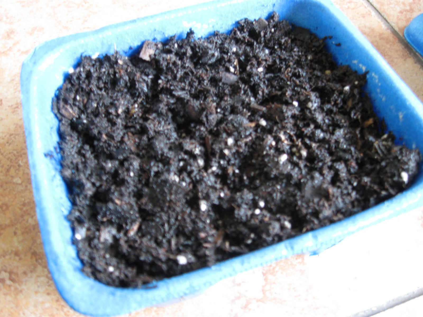 Growing Food in Florida What can we plant in July in Florida?