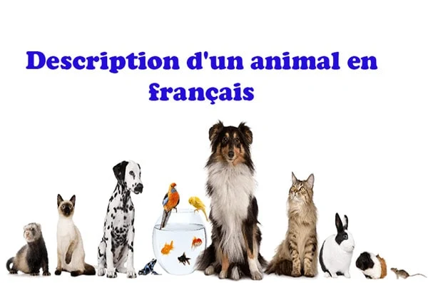 Description d'un animal en français