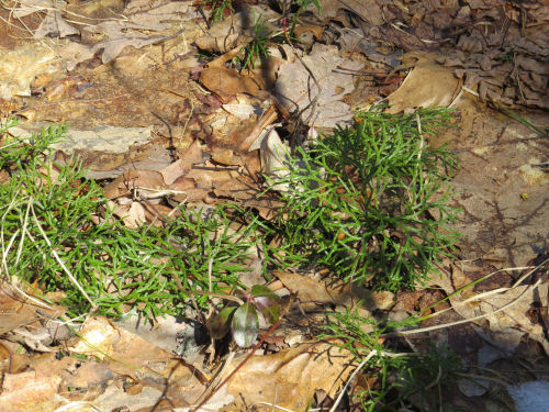 Northern Ground Cedar